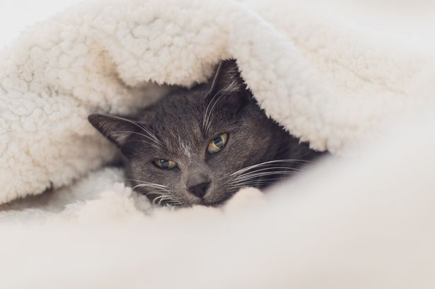 little cat curled up in the quilt